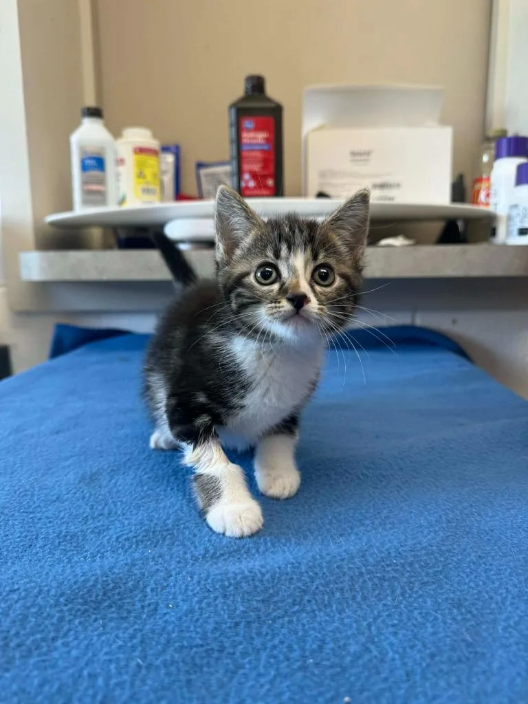 A baby medium-sized female Domestic Short Hair cat named Chocolate Bar for adoption in Marion, OH