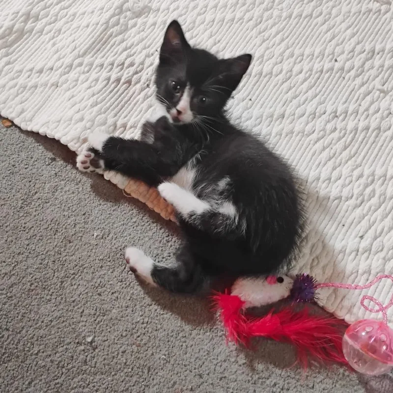 A baby small-sized male Brown / Chocolate Domestic Short Hair cat named Alvin for adoption in Oakton, VA