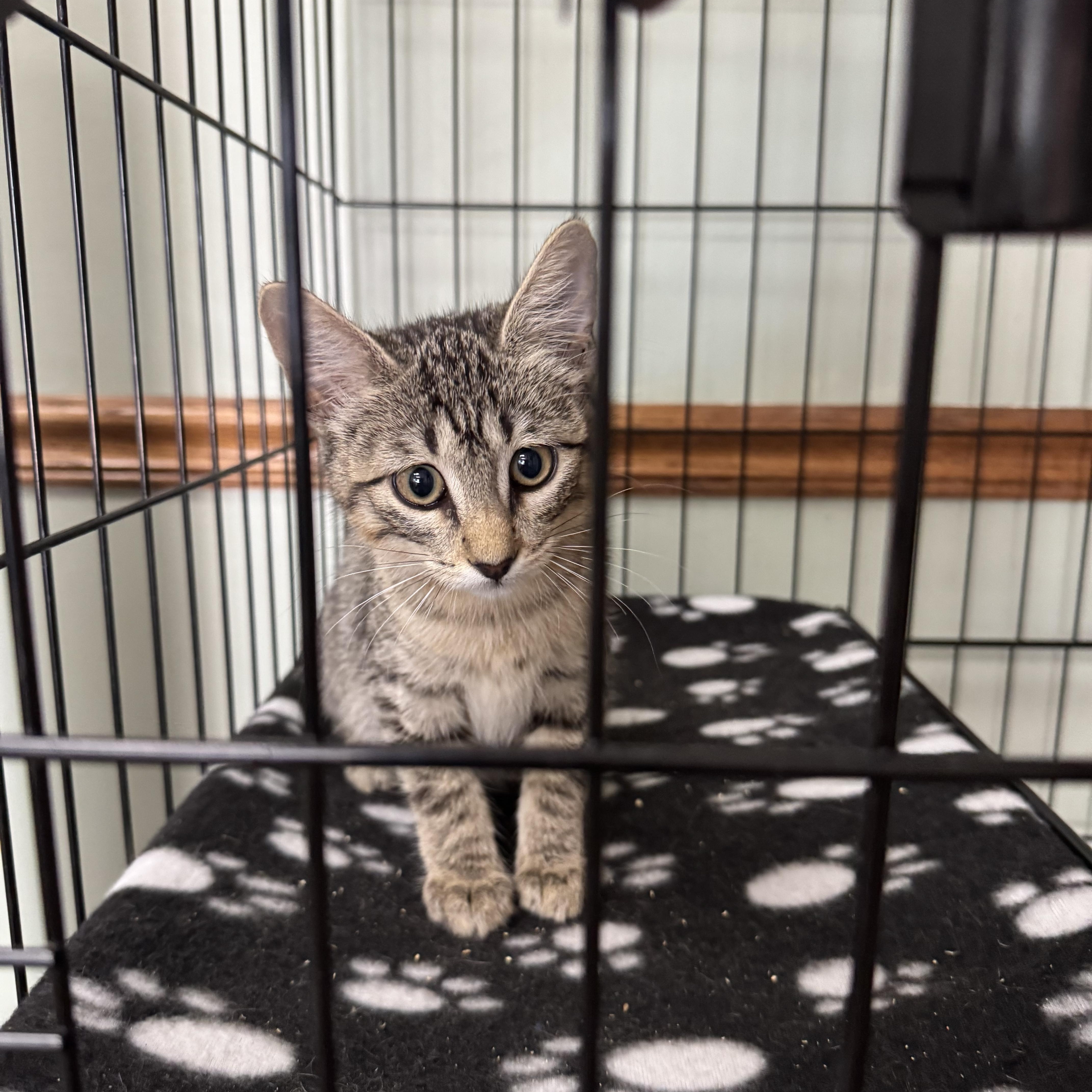 A baby medium-sized female Tabby (Brown / Chocolate) Domestic Short Hair cat named Finnegan for adoption in Valley Center, KS