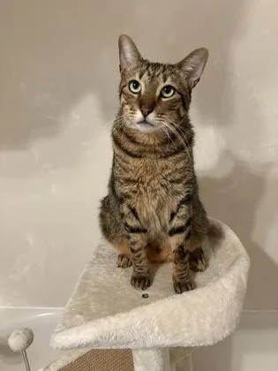 An adult medium-sized male Domestic Short Hair cat named Grayson for adoption in Honolulu, HI