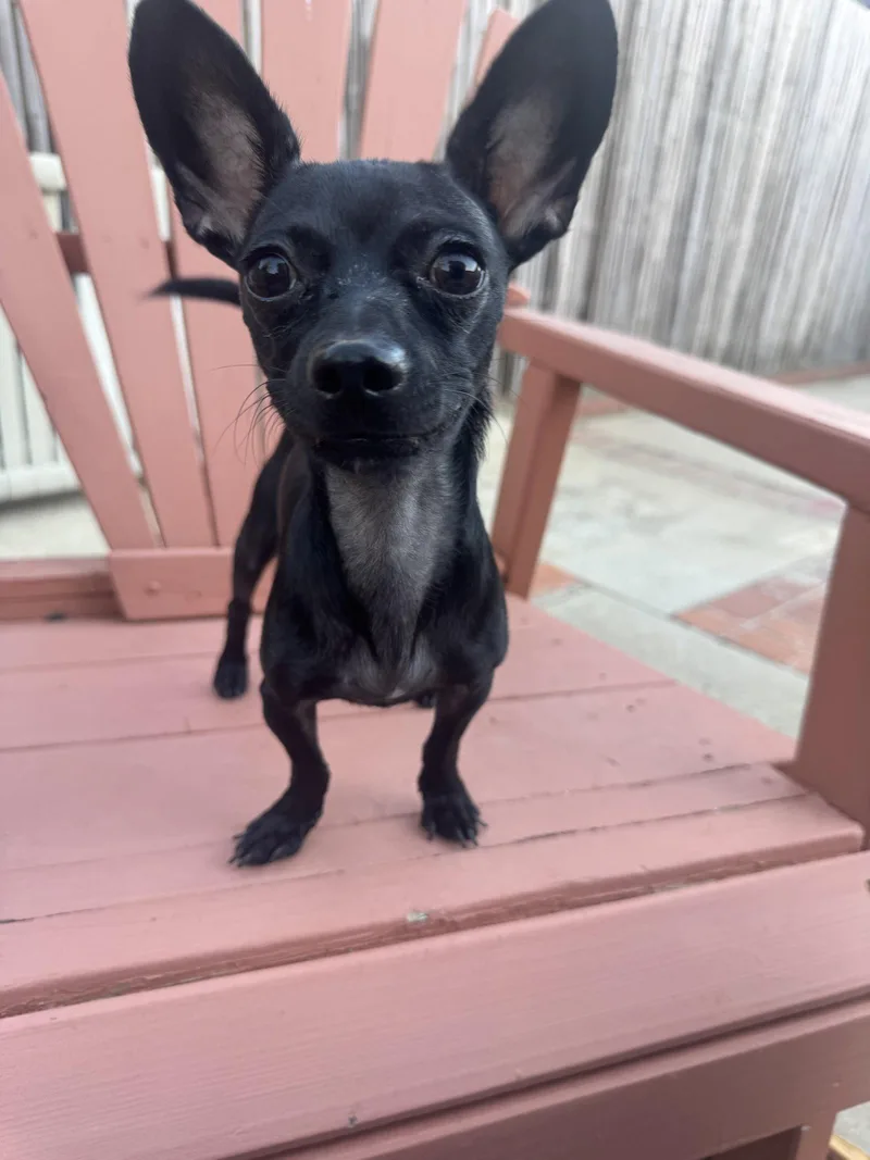 A young small-sized male Chihuahua dog named Buddy for adoption in Orange, CA