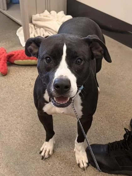 A young medium-sized female Black Pit Bull Terrier dog named Violet for adoption in Cleveland, OH