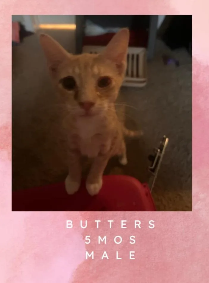 A young medium-sized male Domestic Short Hair cat named Nutter Butter for adoption in Darien, GA