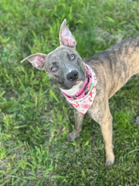 A young large-sized female Pit Bull Terrier dog named Britt for adoption in Hagerstown, MD