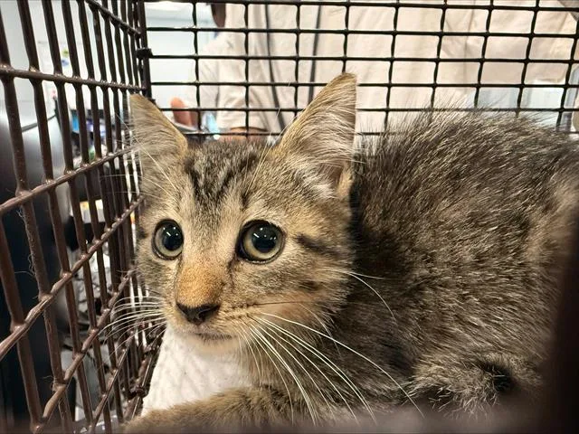 A baby small-sized female Domestic Short Hair cat named A for adoption in Charlotte, NC