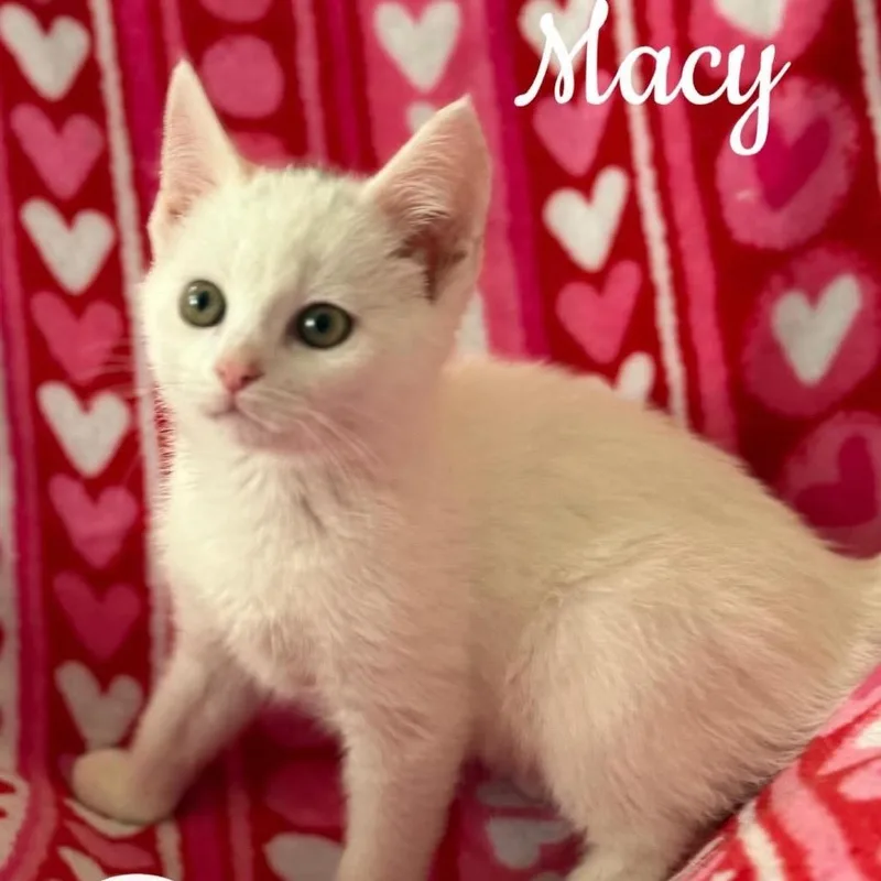 A baby small-sized female White Domestic Short Hair cat named Macy for adoption in Washington, PA