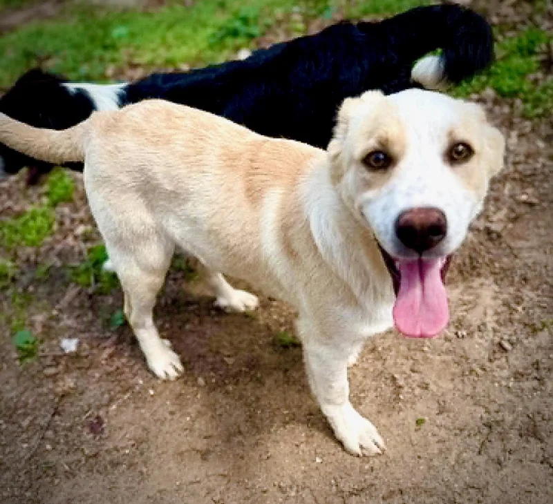 A young medium-sized male Border Collie dog named Banjo for adoption in Powell, TN