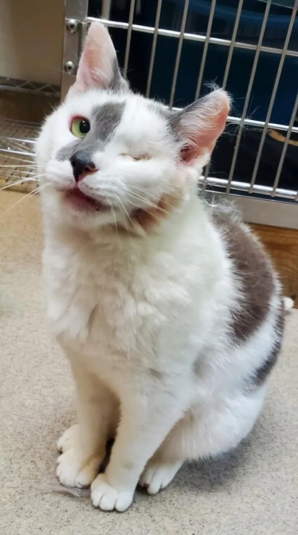 An adult medium-sized male Gray / Blue / Silver Domestic Short Hair cat named Winkerz for adoption in Boiling Springs, PA
