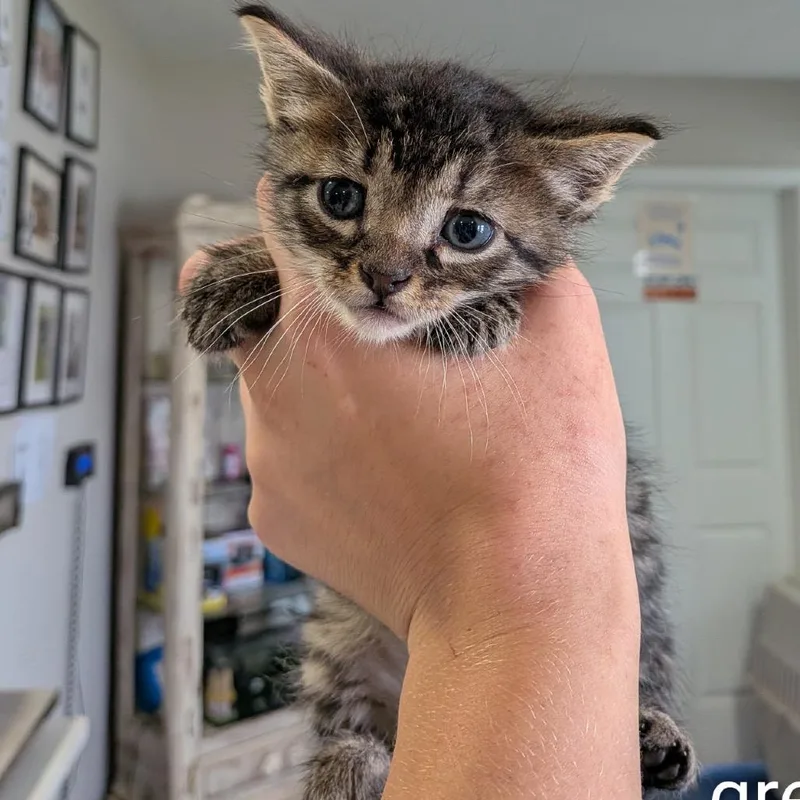 A baby small-sized male Tabby (Brown / Chocolate) Domestic Short Hair cat named Banana Joe for adoption in Anderson, TX