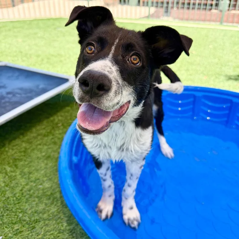 A baby medium-sized female Black Collie dog named Dottie for adoption in Agoura Hills, CA