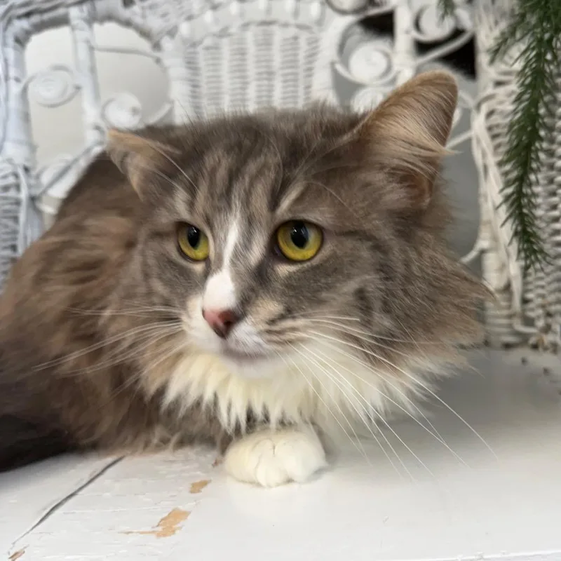 Zoot Suit Bell thumbnail 2