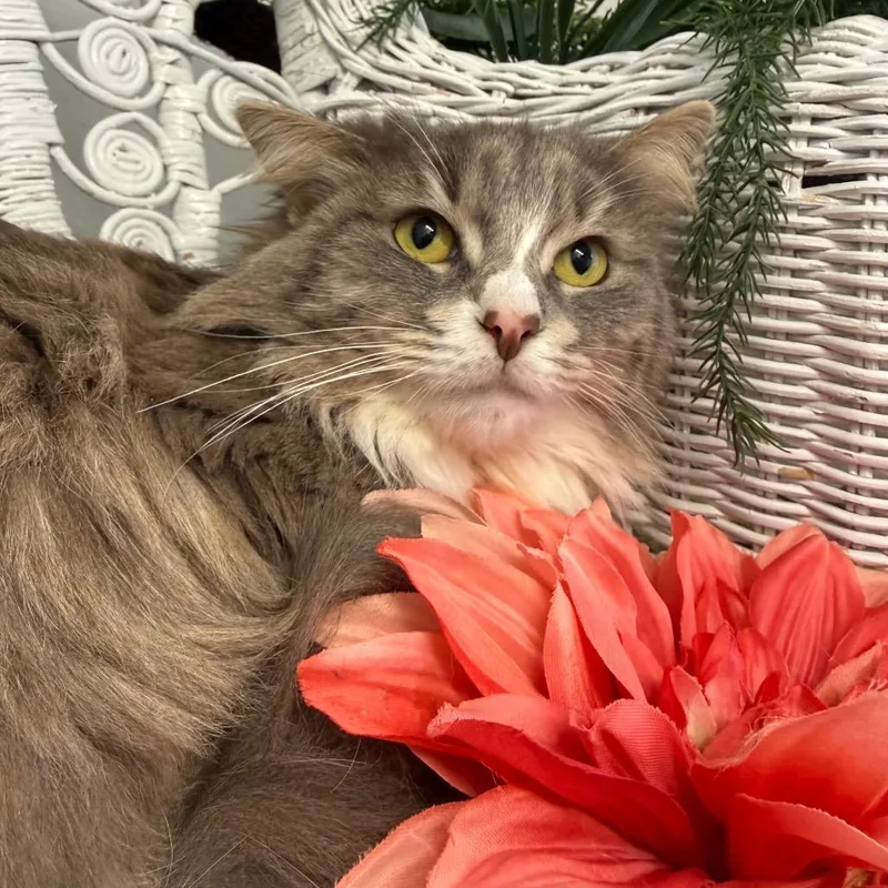 Zoot Suit Bell thumbnail 3