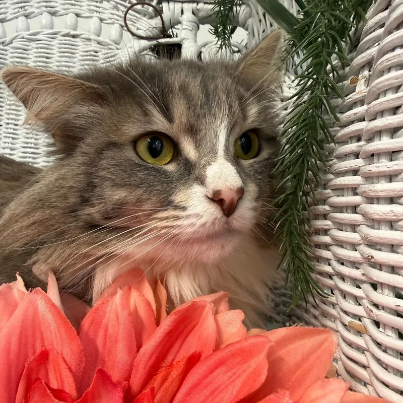 Zoot Suit Bell thumbnail 4