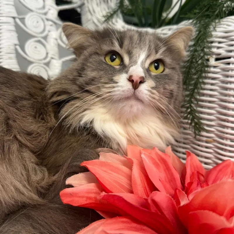 Zoot Suit Bell thumbnail 5