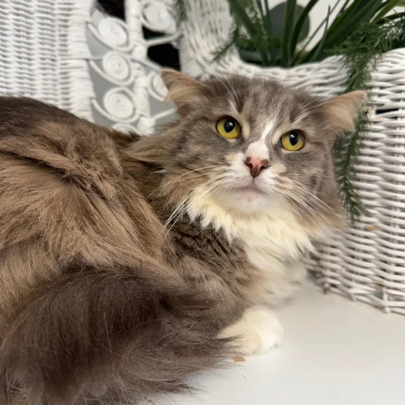 Zoot Suit Bell thumbnail 6