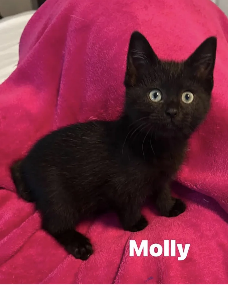 A baby medium-sized female Black Domestic Short Hair cat named Molly for adoption in Murfreesboro, TN