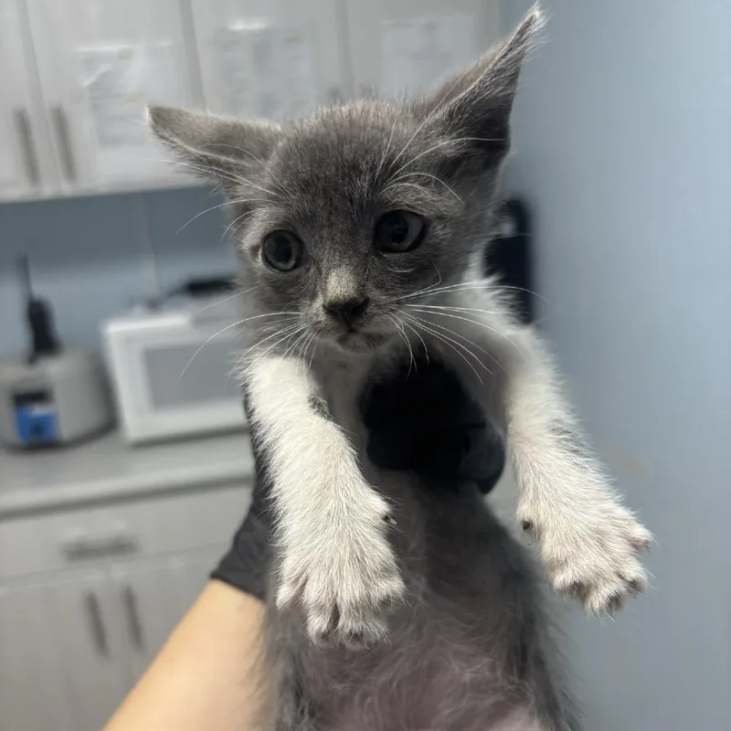 A baby small-sized male Gray / Blue / Silver Domestic Short Hair cat named Cheerio for adoption in Riverside, CA