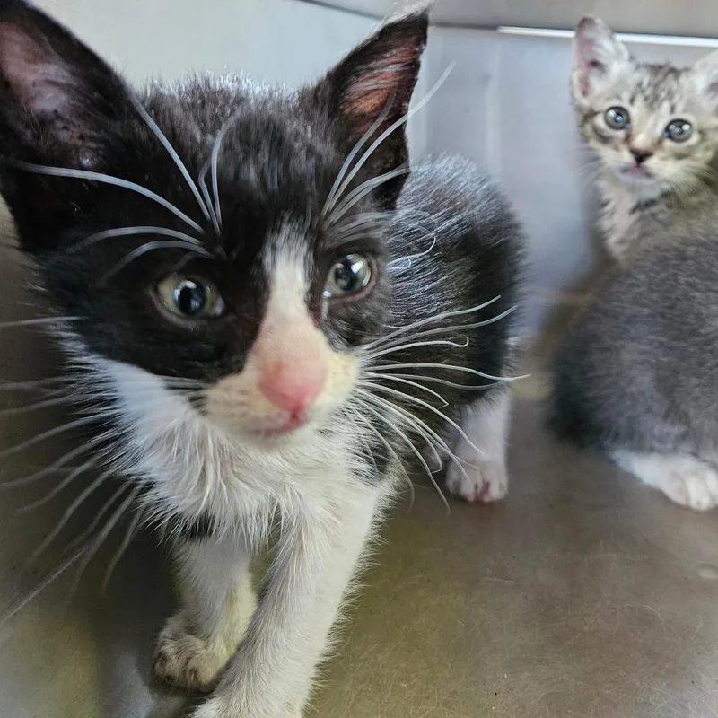 A baby small-sized male Domestic Short Hair cat named Sawyer for adoption in Lake Jackson, TX