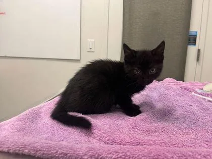 A baby small-sized female Black Domestic Short Hair cat named Browt for adoption in Kansas City, MO