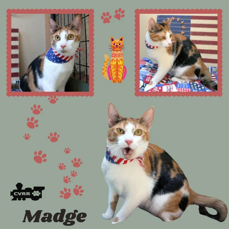 A young medium-sized female Calico cat named Madge for adoption in LINDSAY, CA