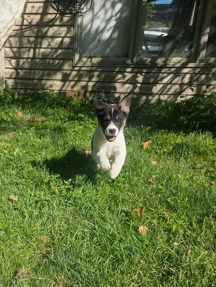 A baby medium-sized male Mixed Breed dog named Peppy for adoption in Columbus, OH