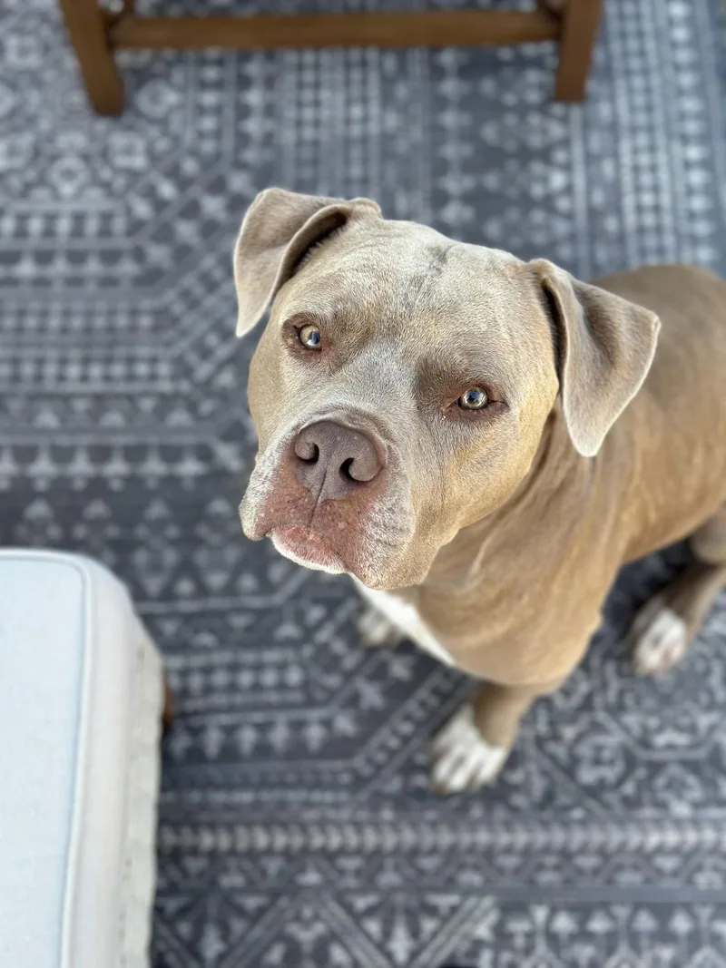 An adult large-sized male Pit Bull Terrier dog named Leo for adoption in Holly Springs, NC
