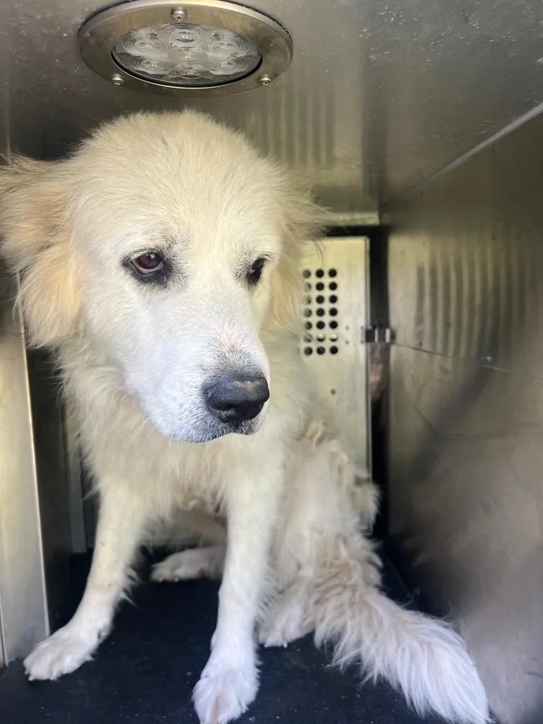 A young large-sized female Mixed Breed dog named Rita for adoption in Rome, GA