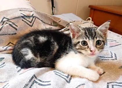 A baby small-sized male Domestic Short Hair cat named Otto for adoption in Honolulu, HI