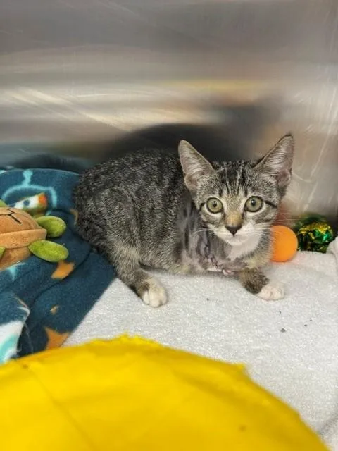 A baby small-sized female Domestic Short Hair cat named Peggy for adoption in Naples, FL