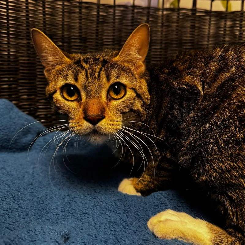 A young medium-sized female Brown / Chocolate Domestic Short Hair cat named Charity for adoption in Henderson, NV