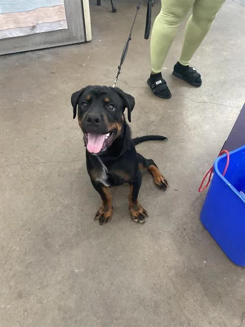 A young large-sized male Mixed Breed dog named Buddy for adoption in Dallas, TX