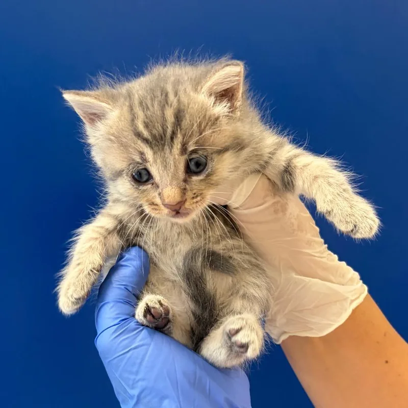 A baby small-sized male Gray / Blue / Silver Domestic Short Hair cat named Alex Karev for adoption in Grantsville, UT