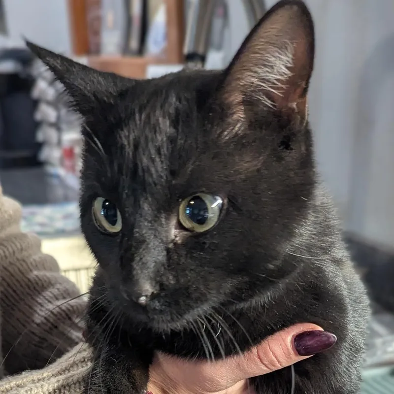 Spotlight thumbnail 2