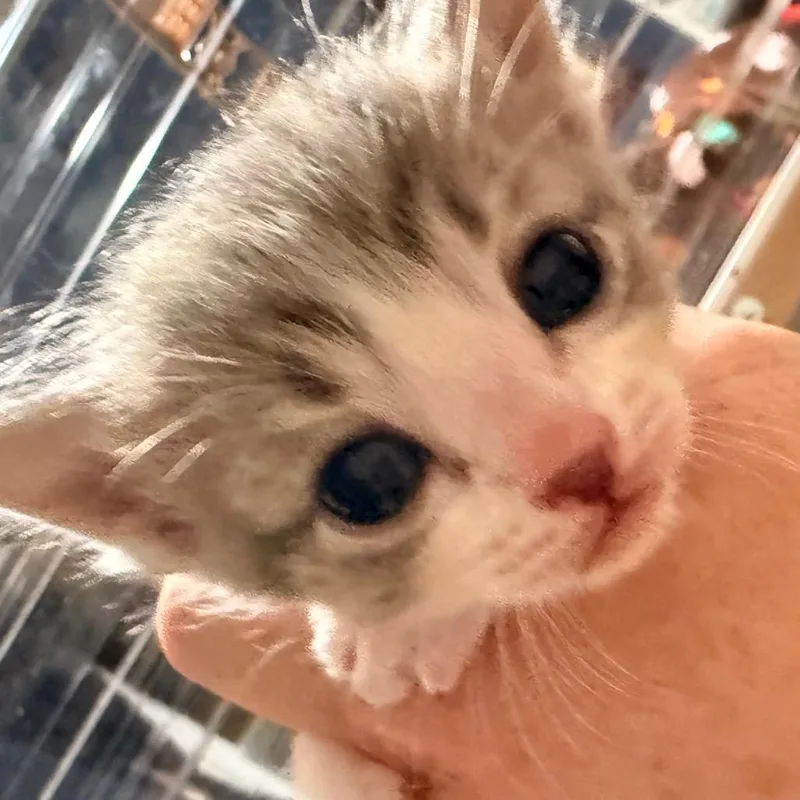 Gemma