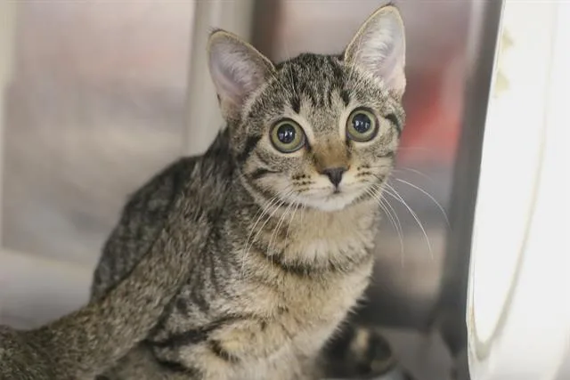 A young small-sized female Domestic Short Hair cat named Magic for adoption in Charlotte, NC