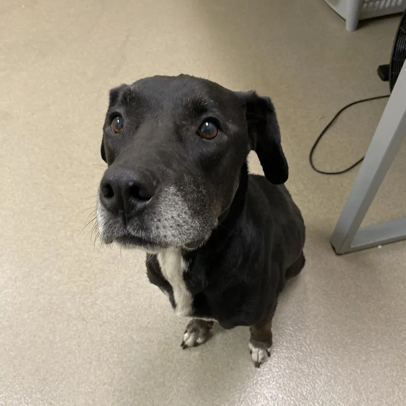 A senior small-sized male Black Labrador Retriever dog named Harvey for adoption in Lynchburg, VA