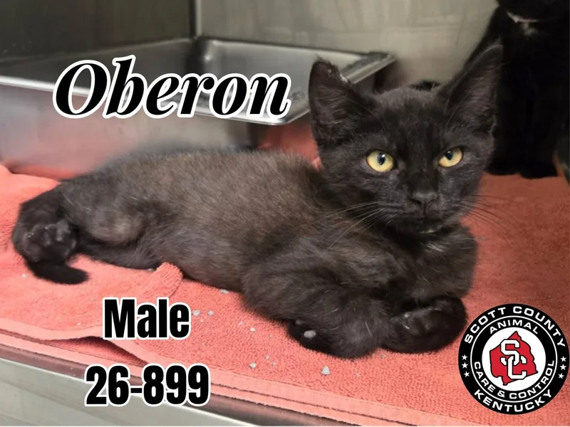 A baby small-sized male Domestic Short Hair cat named Oberon for adoption in Georgetown, KY