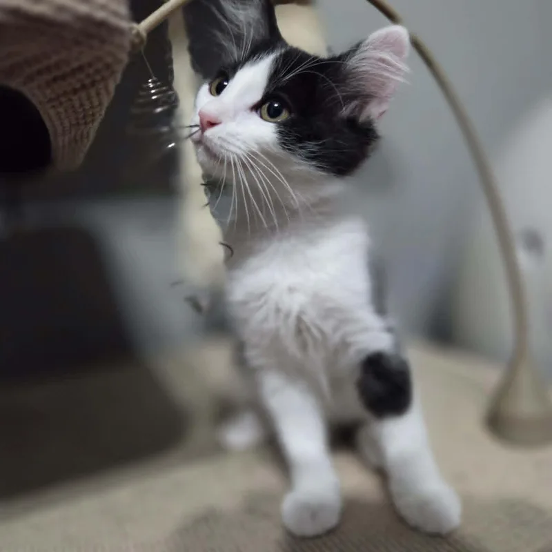 A baby medium-sized male White Domestic Medium Hair cat named Eagle for adoption in Loveland, CO