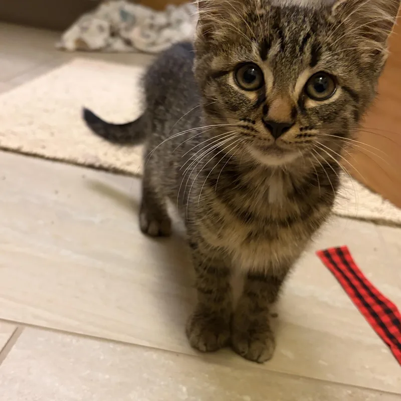 A baby medium-sized male Tabby (Brown / Chocolate) Domestic Short Hair cat named Cocoa for adoption in Findlay, OH