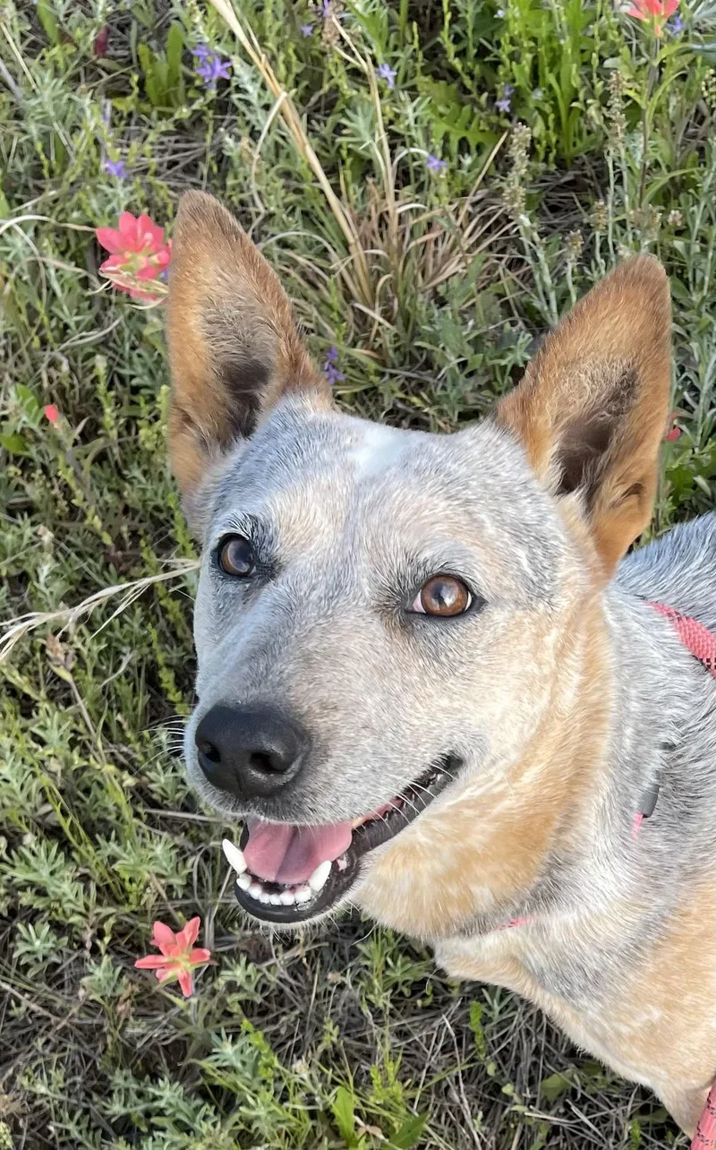 An adult medium-sized female Cattle Dog dog named Shirley for adoption in Sadler, TX