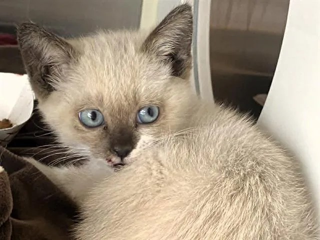A baby small-sized female Siamese cat named Niamah for adoption in Tustin, CA