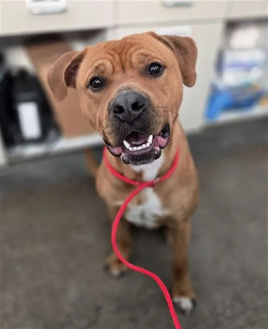 A young large-sized male Mixed Breed dog named Coco for adoption in Dallas, TX