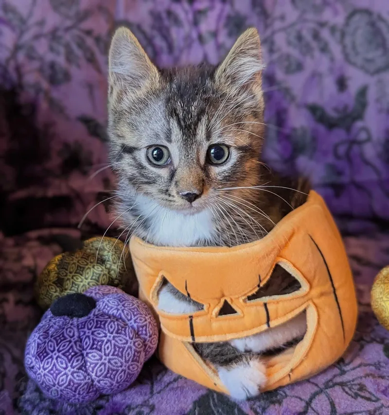 A baby small-sized male Tabby (Brown / Chocolate) Domestic Short Hair cat named Mike for adoption in Seven Valleys, PA