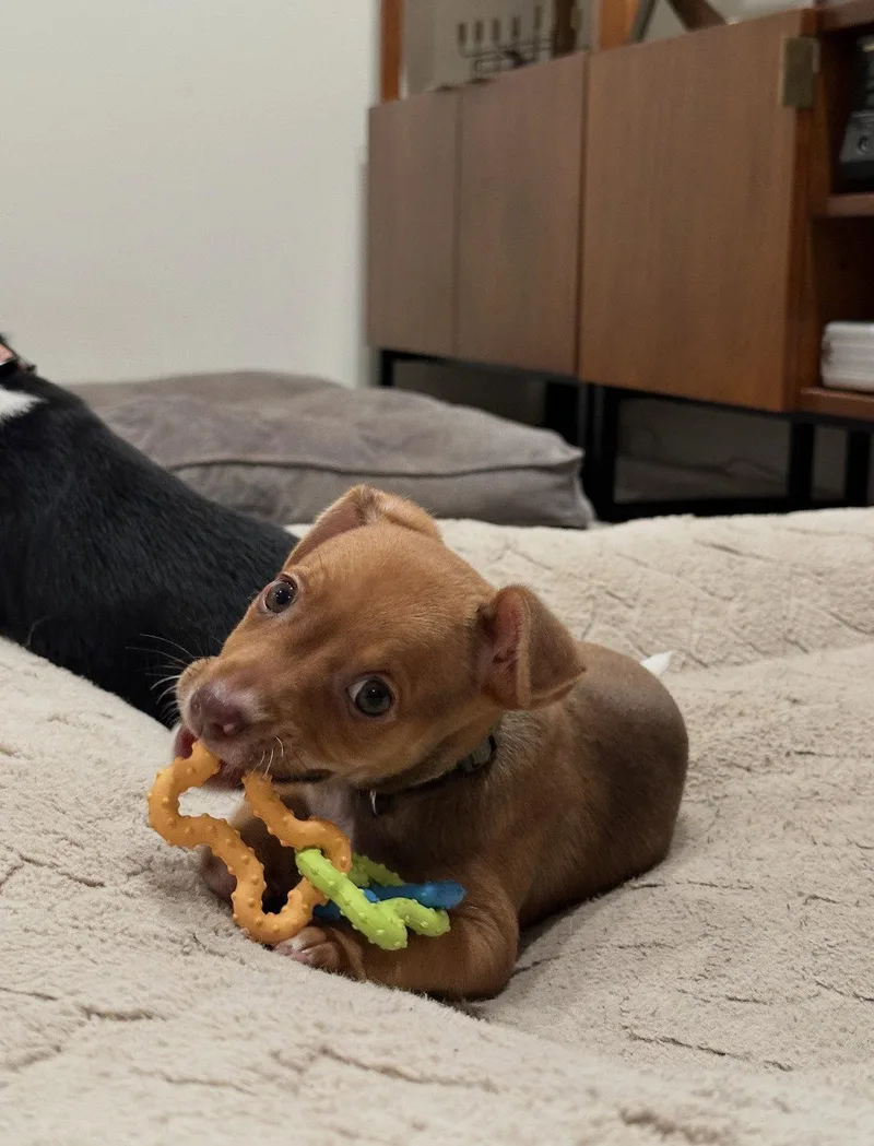 A baby medium-sized female Terrier dog named Argie for adoption in Bothell, WA