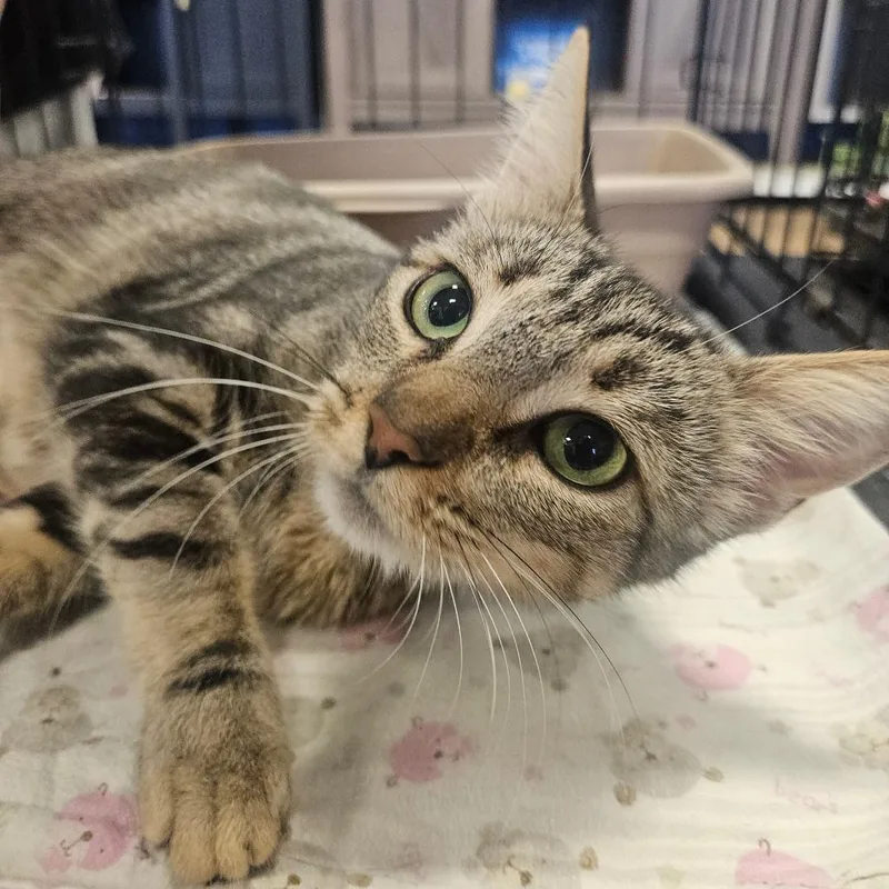 An adult small-sized female Brown / Chocolate Domestic Short Hair cat named Lamby for adoption in Grantsville, UT