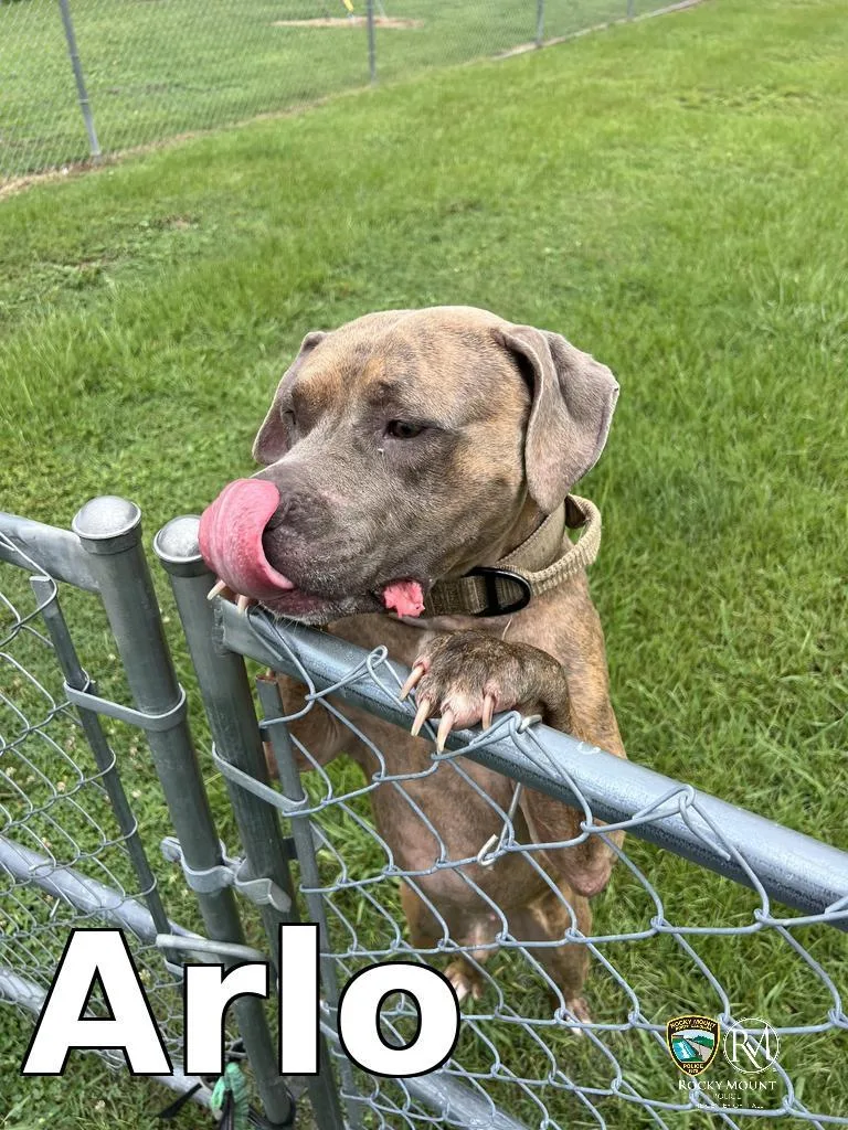 An adult medium-sized male Pit Bull Terrier dog named Arlo for adoption in Rocky Mount, NC
