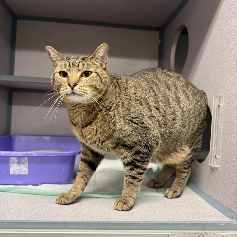 An adult large-sized male Torbie American Shorthair cat named Pudge for adoption in Collinsville , OK
