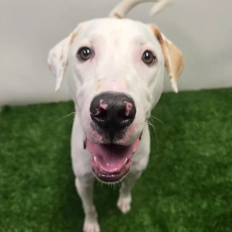 A young medium-sized male Mixed Breed dog named Memo for adoption in Columbia, MO