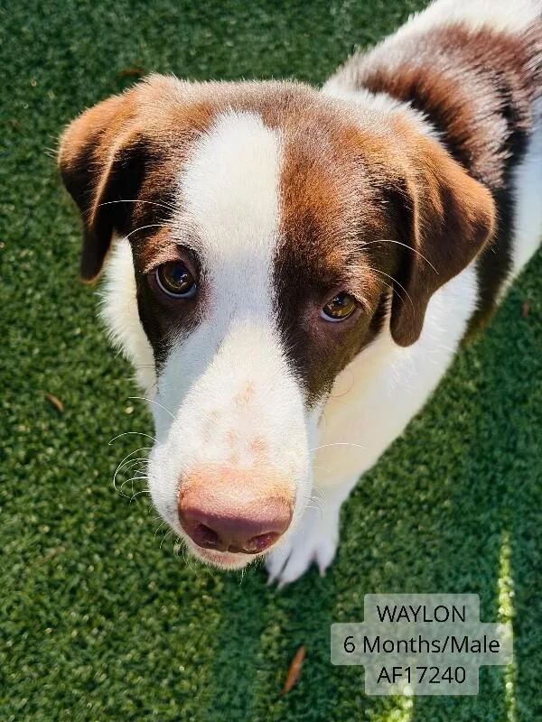 An adult medium-sized male White / Cream Mixed Breed dog named Waylon for adoption in Supply, NC