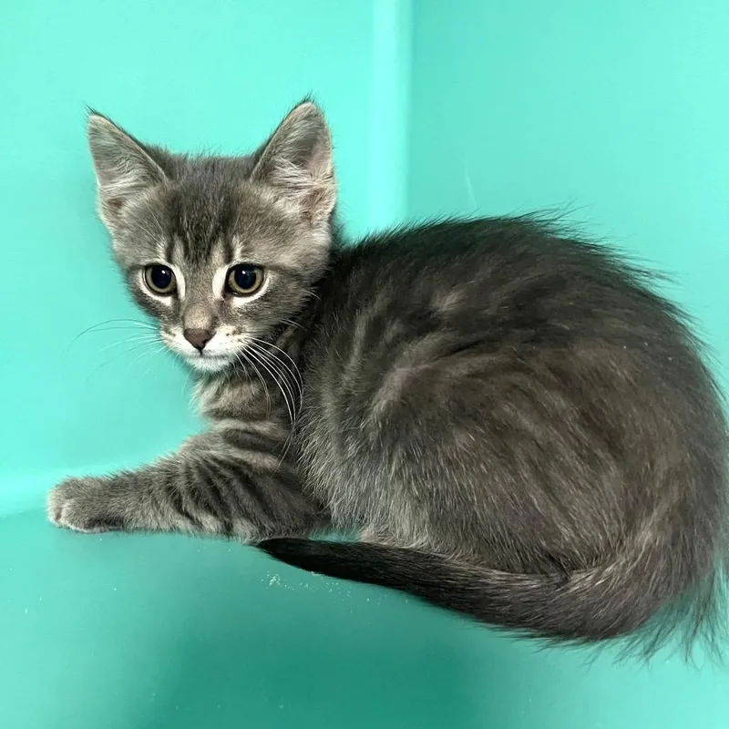 A baby small-sized female Gray / Blue / Silver Domestic Short Hair cat named Nita for adoption in Owosso, MI